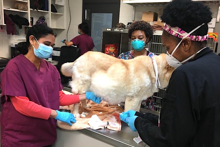 A dog being treated at HSTB’s Animal Hospital during COVID-19.