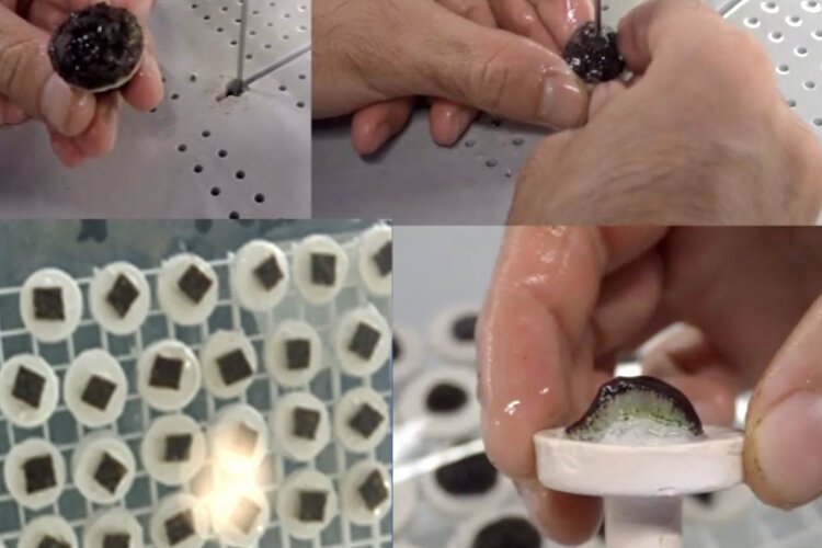 A closeup of the micro-fragmenting process scientists use to spawn new coral.