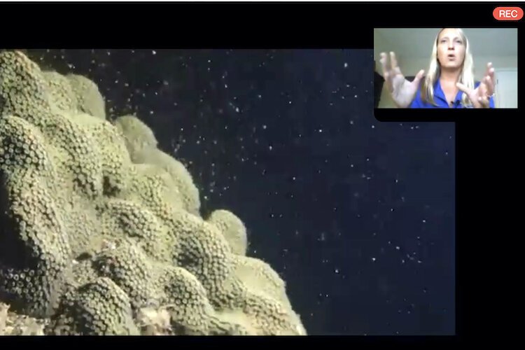 A coral reef spawns with the nurturing of scientists from Mote Marine in Sarasota. 