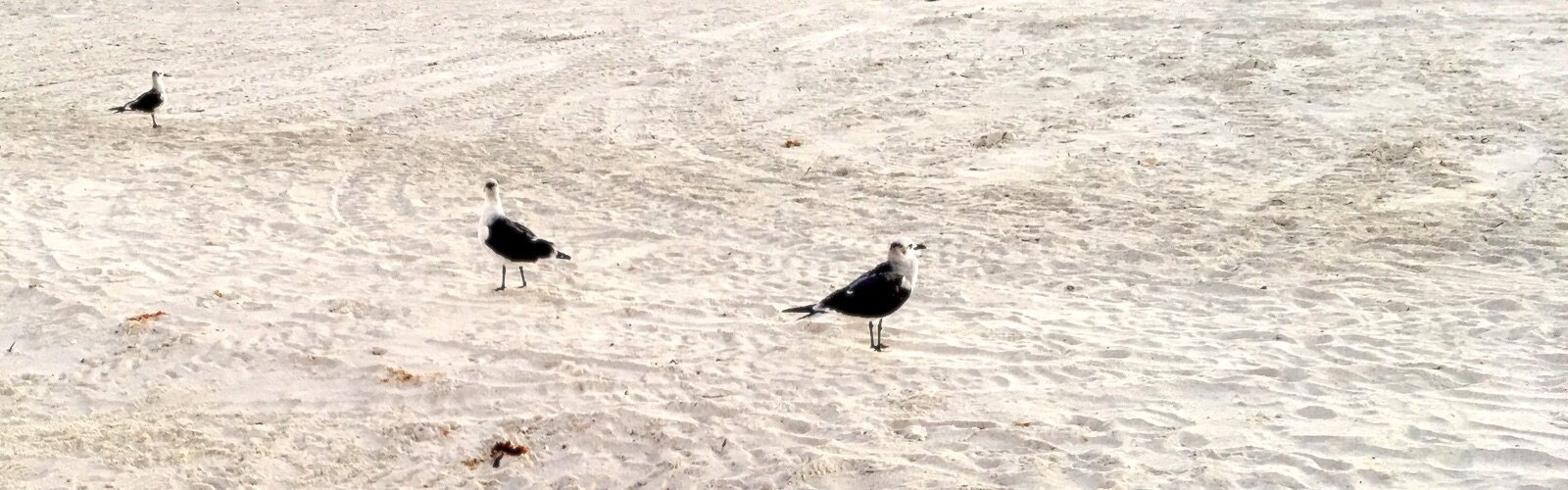 Birds of a feather flock together at Pass-A-Grille beach.