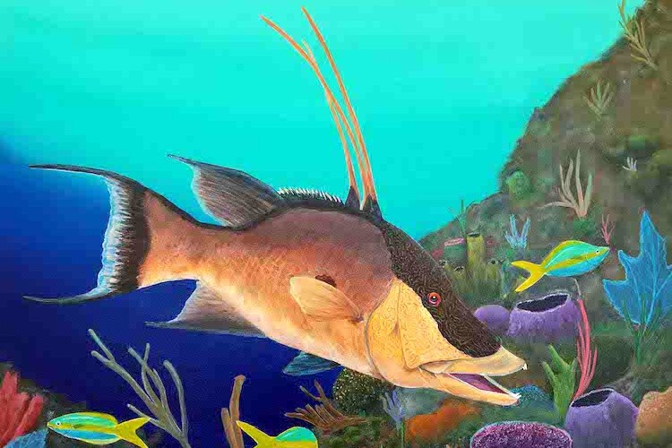 Clearwater artist Carlos Cardenas' paintings feature marine life local to the Gulf of Mexico, such as this hogfish. Cardenas donates a percentage of the proceeds from his artwork to marine rescue and rehab nonprofits.