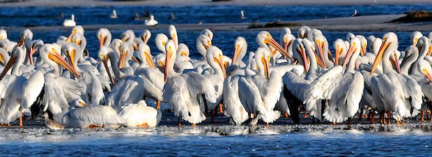 Real snowbirds flock to Tampa Bay Area. Click on the image to find more pix by Carole Devillers.