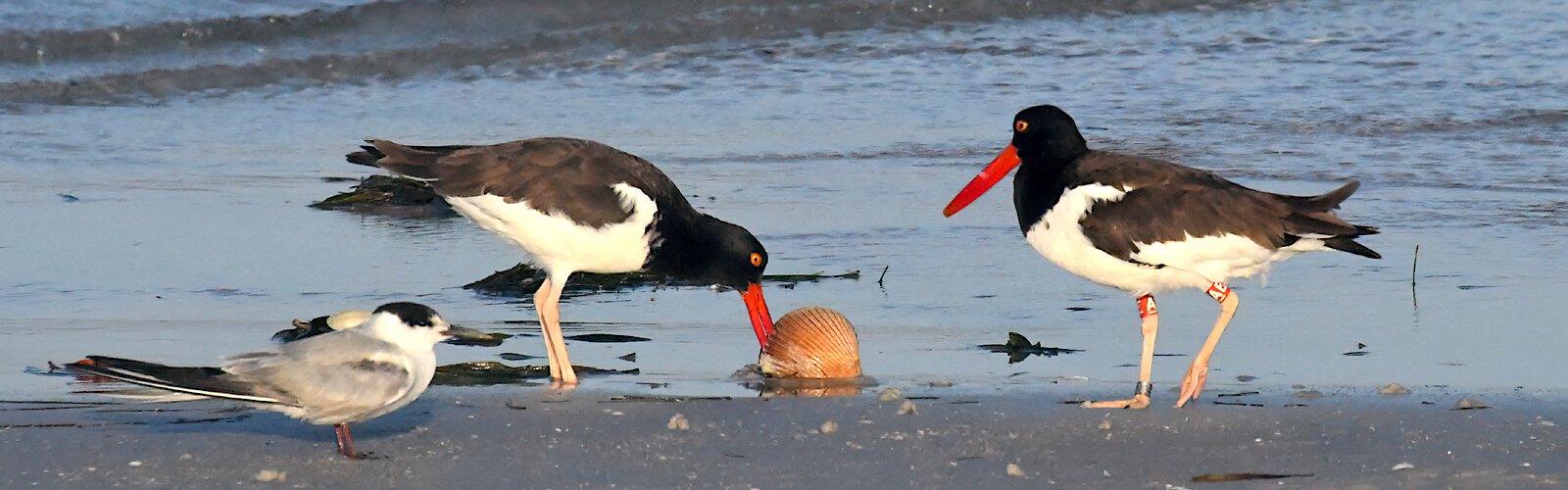 Two American Oystercatchers forage at low tide at Fort de Soto Park in Pinellas County.