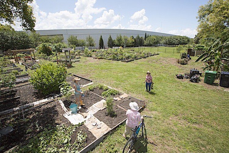 Community gardens can be created on vacant lots and within neighborhood parks to help feed residents and improve health through better nutrition and outdoor exercise.