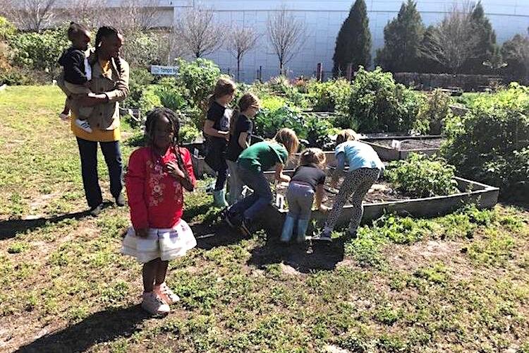 The Healthy 22nd Street Initiative encourages whole families to get involved in community gardens in East Tampa.