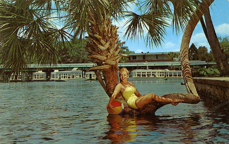 Betty Frazee perched on the contorted lucky palm at Silver Springs. Postcard.