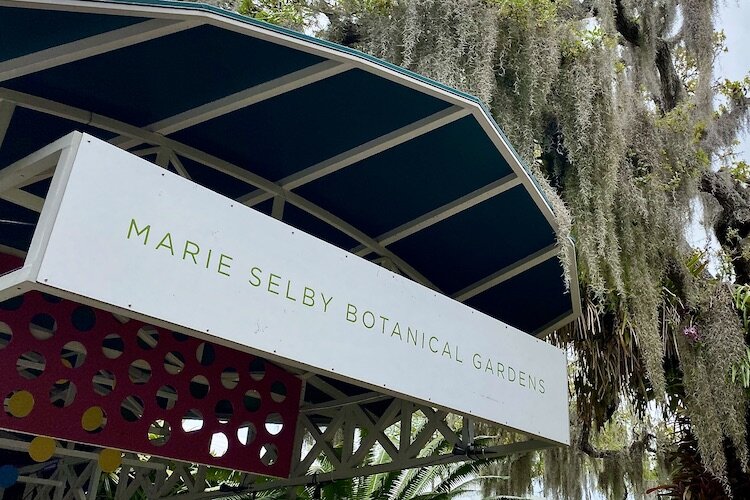 Spanish moss hangs over the entrance to Marie Selby Gardens on Sarasota Bay, just south of downtown Sarasota.