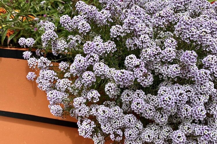 A burst of lavender along the pathway entering the butterfly garden.