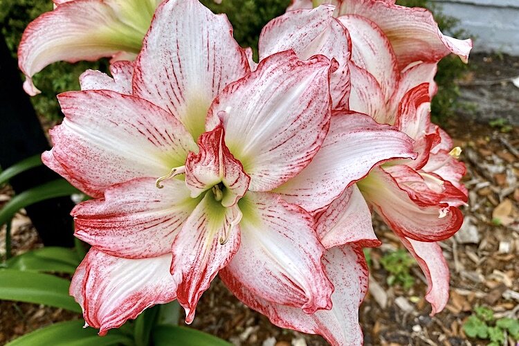 Lillies in a variety of colors grace the grounds.