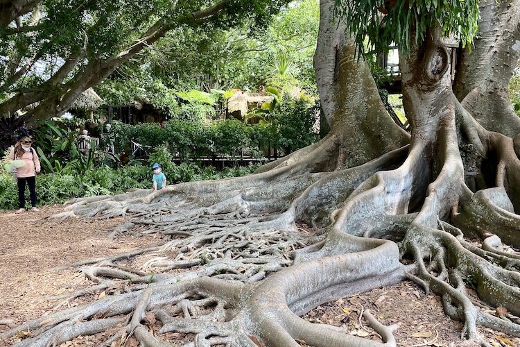 Banyon trees in the gardens put life in perspective.