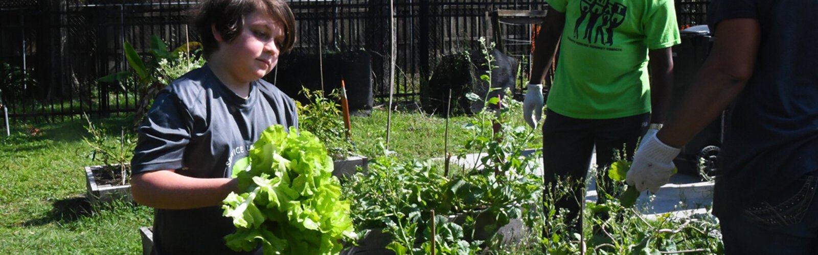 Twelve-year-old Alex gathers a batch of freshly harvested lettuce leaves to be shared with his neighbors.