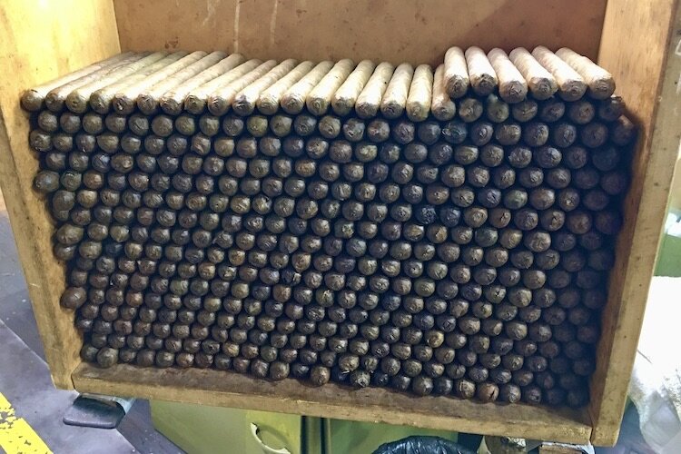 Cigars lined up awaiting labels.