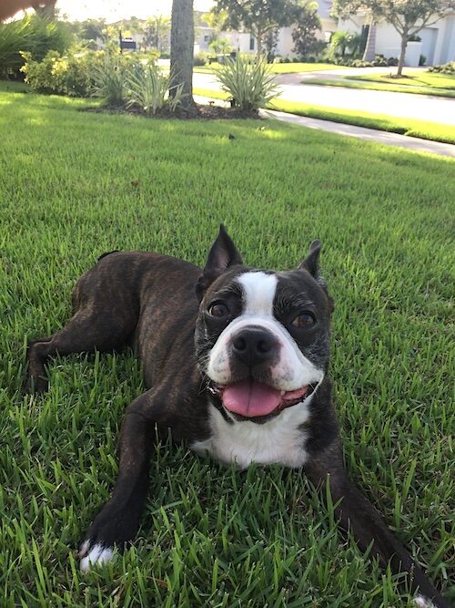 Bruno, the Allshouse family dog plays safely in their weed-treated yard.