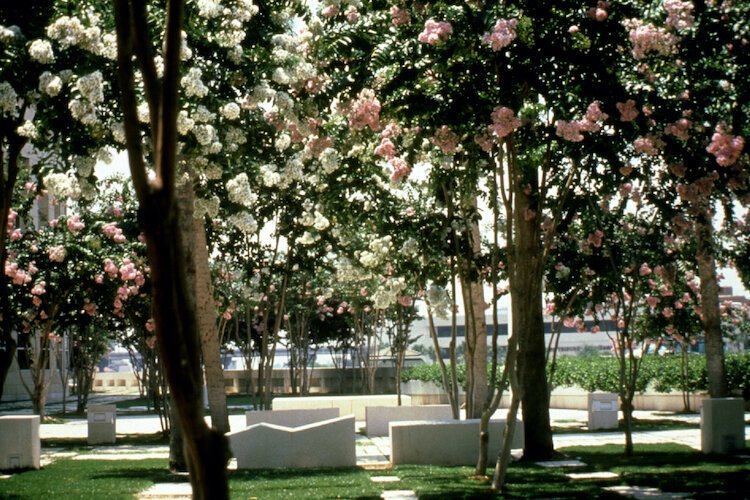 Crape myrtle and other flowering trees and bushes once provided an urban oasis for the lunchtime crowd and weekend visitors to Kiley Garden.