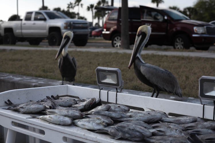 Pelicans don't always wait their turn for a taste of the day's catch.