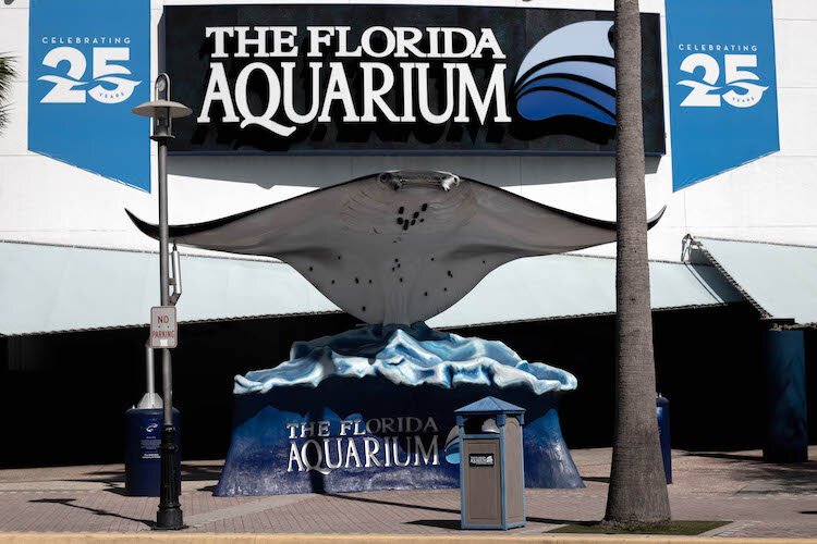 Get up close with penguins, rays, sharks, dolphins, turtles, and more at The Florida Aquarium in Tampa.