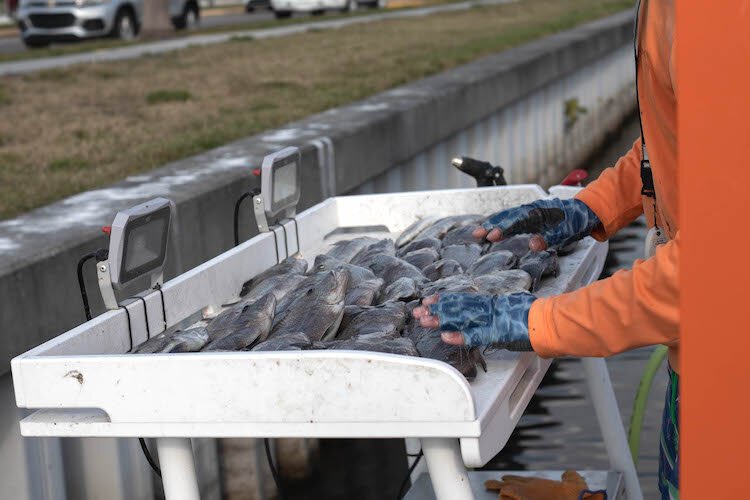 The catch of the day with Poseidon Fishing Charters.