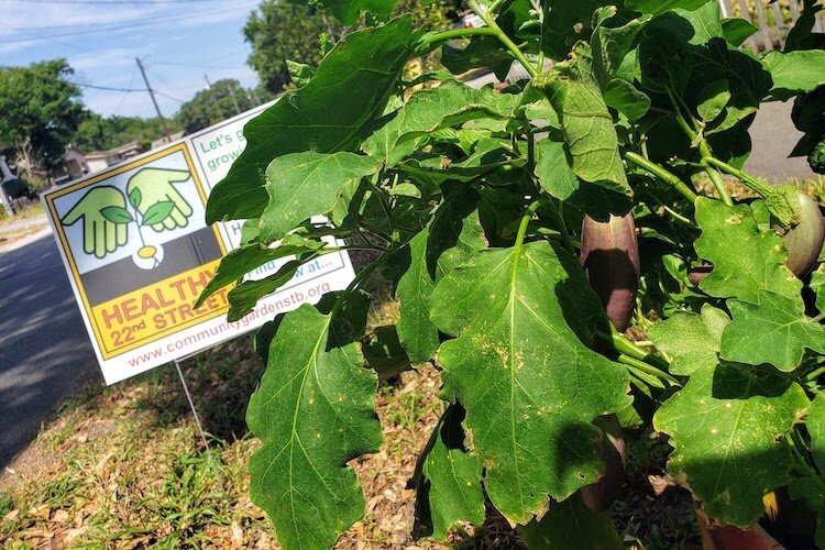 Eggplants grow in a Healthy 22nd Street front yard garden.