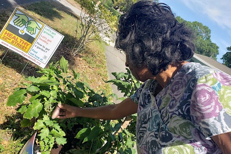 Thelma Russell checks on vegetables in her front yard garden barrel.