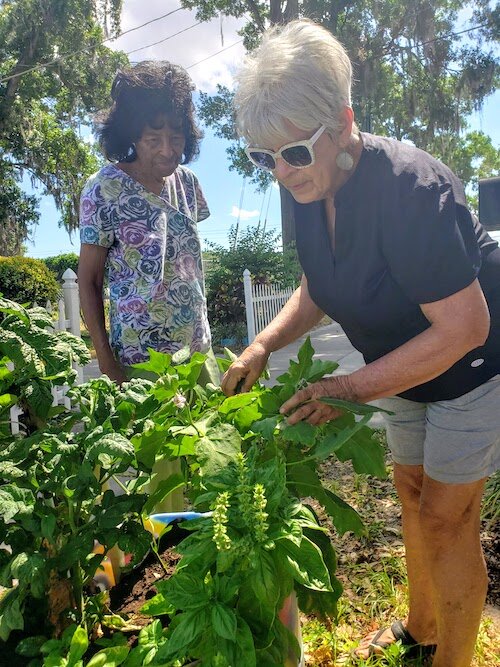 Thelma Russell and Karen Elizabeth examine the flourishing basil in Russell's front yard garden barrel.