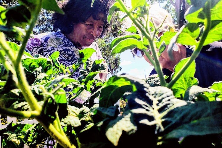 Tampa resident Thelma Russell and Gardens Coalition coordinator Karen Elizabeth inspect tomatoes in Russell's front yard garden barrel.