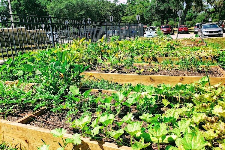 Gardens at Middleton High School, a participant in the Healthy 22nd Street program.