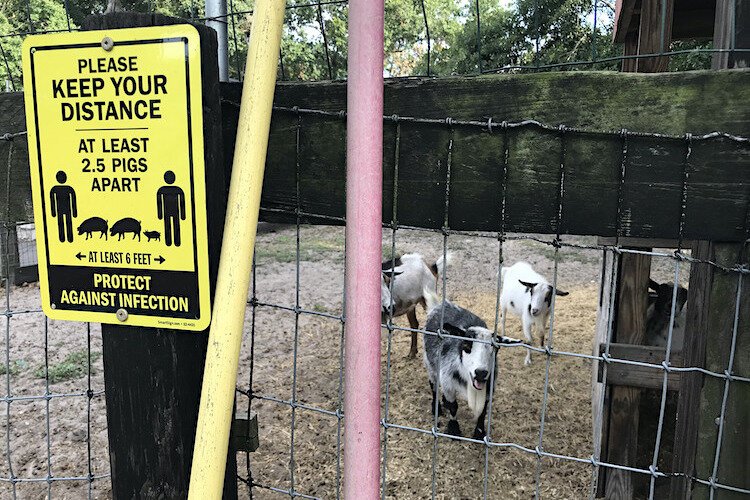 During the pandemic, Rosebud Continuum shifted much of its public education efforts to virtual visits. For on-site trips, gauge safe social distancing by asking yourself: "how many pigs and armadillos measure roughly six feet?"