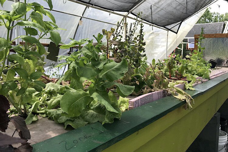 The greenhouse at Rosebud Continuum is where USF students experiment with different greenhouse growing modalities, including aquaponics and hydroponics, renewable energy sourcing, and composting practices such as biodigestion.