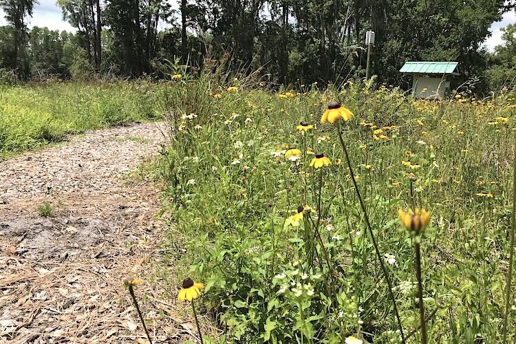Wildflowers are blooming in the rewilding section of Rosebud Continuum.