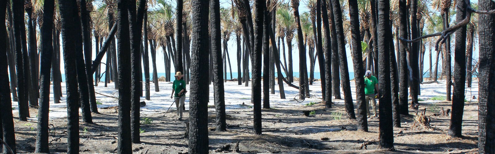 Archaeologists working for the Seminole Tribe surveyed Egmont Key in 2016 after a wildfire cleared underbrush. Still, the exact location of Seminole internment from 1855-1858 is unknown.