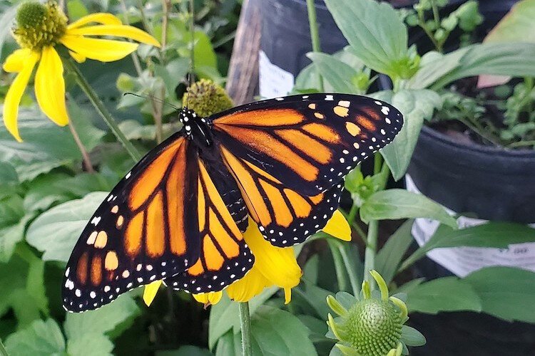 This Monarch butterfly takes a momentary pause on a Cutleaf Coneflower (Rudbeckia laciniata), one of many native plants that can be grown easily in Tampa Bay area landscapes.