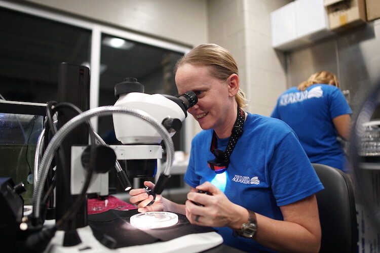 Marine Biologist Keri O’Neil working with coral colonies growing in tanks at the Florida Aquarium in Tampa.