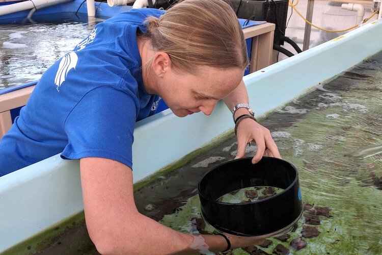 Researchers based at the Florida Aquarium’s Apollo Beach campus in south Hillsborough County are successfully breeding wild corals with those growing in their own “coral farm.”