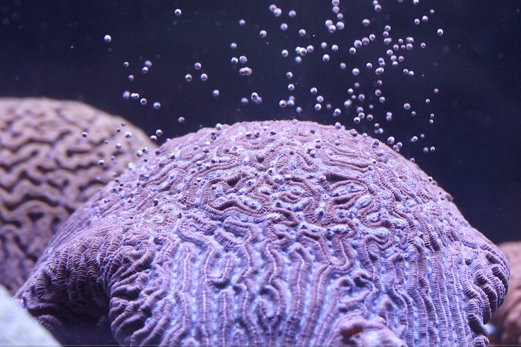 Grooved Brain corals spawning at the Florida Aquarium.