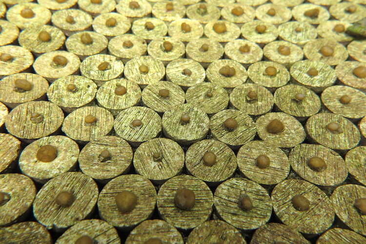 The offspring of Grooved Brain corals live in tanks at the Florida Aquarium.