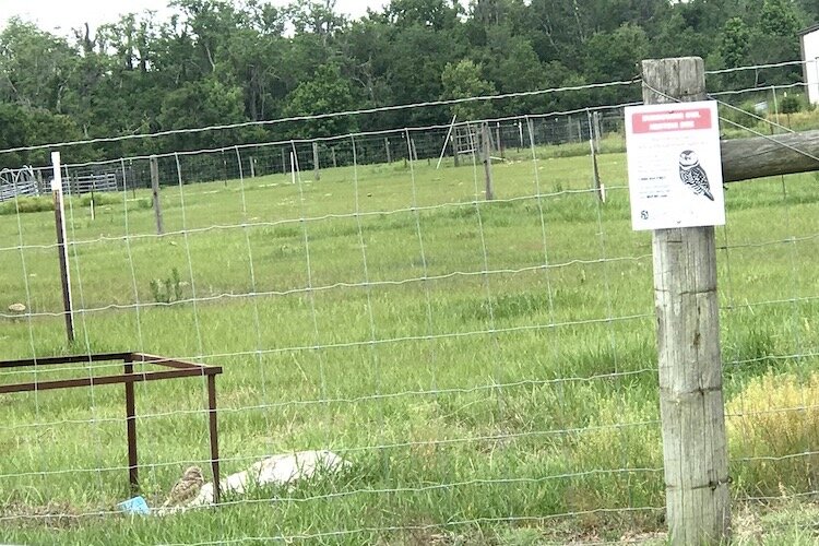 Audubon is working with Hillsborough County’s Environmental Lands Acquisition and Protection Program, a few schools, strawberry farmers and ranchers to find spots for the faux burrows and get them installed.