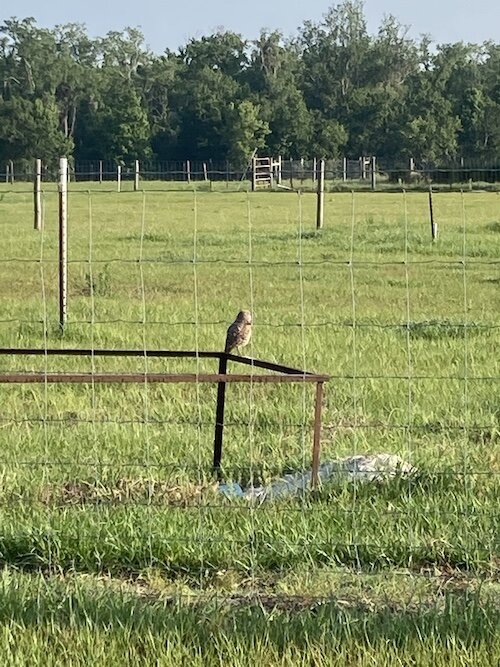 The Tampa Audubon Society is seeking landowners willing to have the burrows placed on their property and volunteers willing to help install them. 