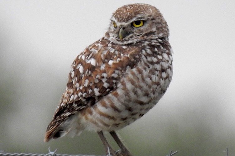 Tiny burrowing owls, about the size of an average human hand, have all but disappeared from Hillsborough County due to habitat loss.