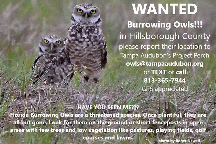 Project Bur-O tries to bring burrowing owls back home to Hillsborough County.