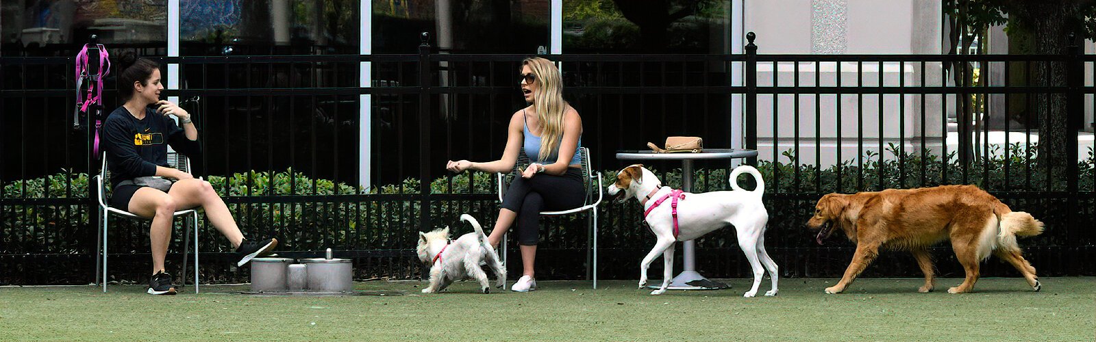 Four-legged companions and their owners socialize at the Washington Street Park Dog Run in the Channel District of Downtown Tampa.