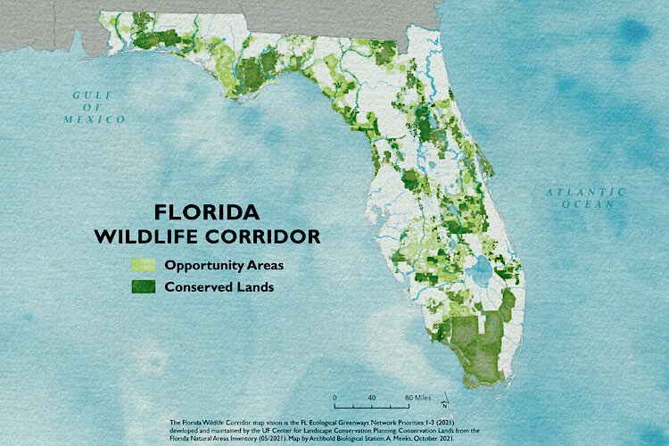 A patchwork of green blotches that show the constantly diminishing areas in Florida where remnants of the state’s once-astonishing abundance of wildlife can survive.