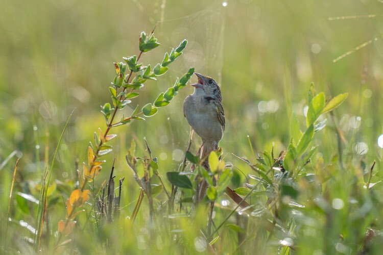 A Florida grasshopper sparrow, the most endangered bird species in the continental United States, sings from a perch on Corrigan Ranch in the Everglades Headwaters region of Central Florida.