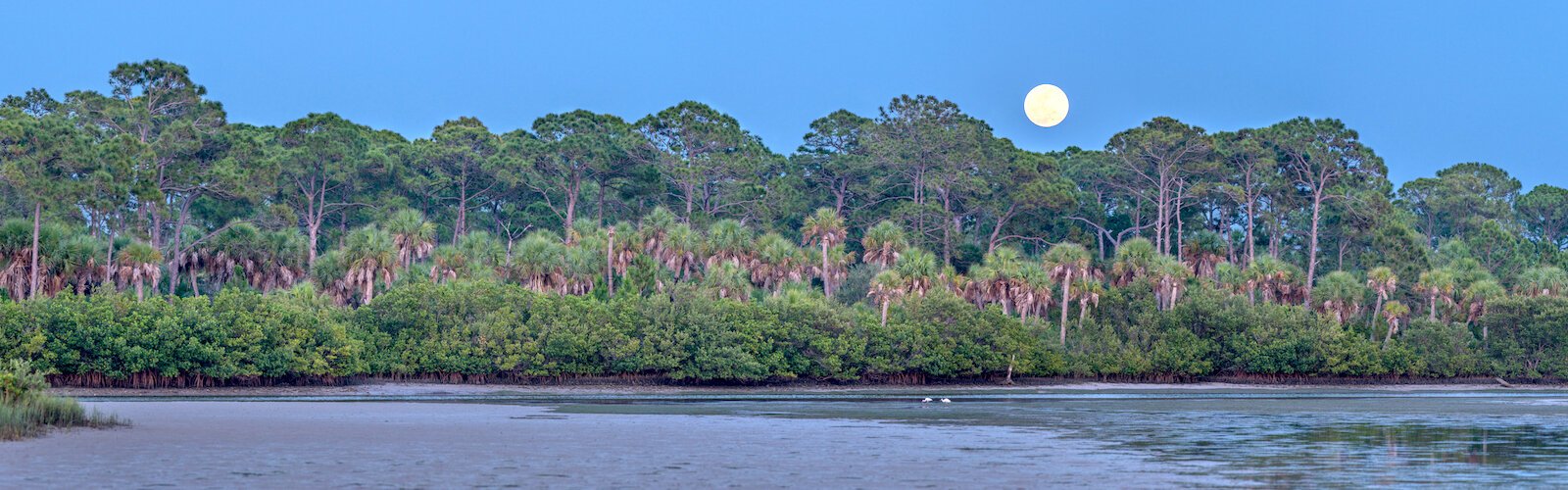 The goal of the Florida Wildlife Corridor is to connect the state's remaining green patches, providing pathways for wildlife dispersal and roaming.