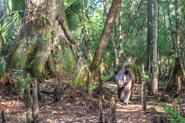 A Florida black bear walks through a cypress swamp on a cattle ranch adjacent to Big Cypress National Preserve. The movements of wide-ranging black bears helped inspire the identity of the Florida Wildlife Corridor.