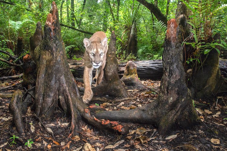 A Florida panther triggers a camera trap in Florida Panther National Wildlife Refuge. The breeding population of panthers, the last of pumas in the eastern United States, has been isolated to the southern tip of Florida for the past 5 decades.