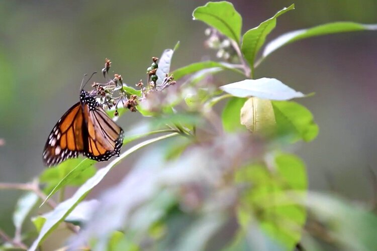 Florida Monarchs need Swamp Milkweed, which is native to the state.