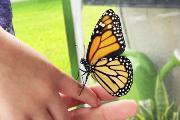 Monarch butterflies are key pollinators for Florida agriculture.
