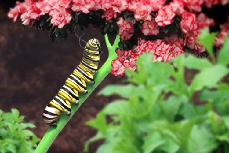 Tampa Monarch Project Founder Gloria Brooks teaches about the life cycle of the Florida Monarch and why it matters.