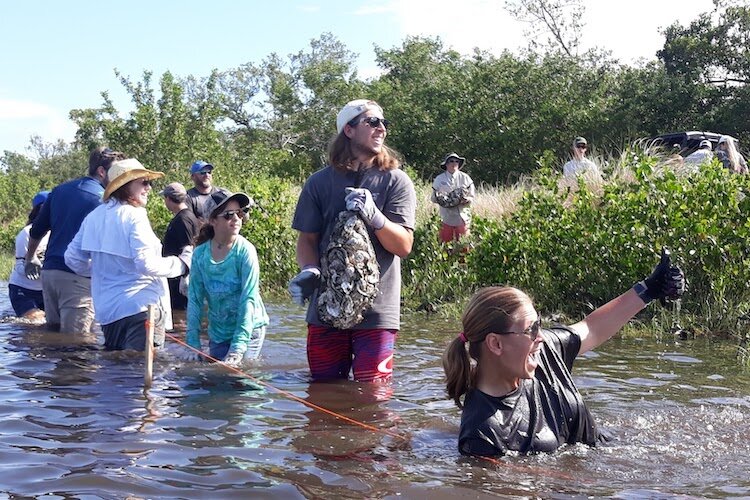 Volunteers wade into action building oyster reefs at Perico Bayou. Adult oysters are efficient in water filtration, reducing the nutrients and sediments in over 2.5 million gallons of water per day.