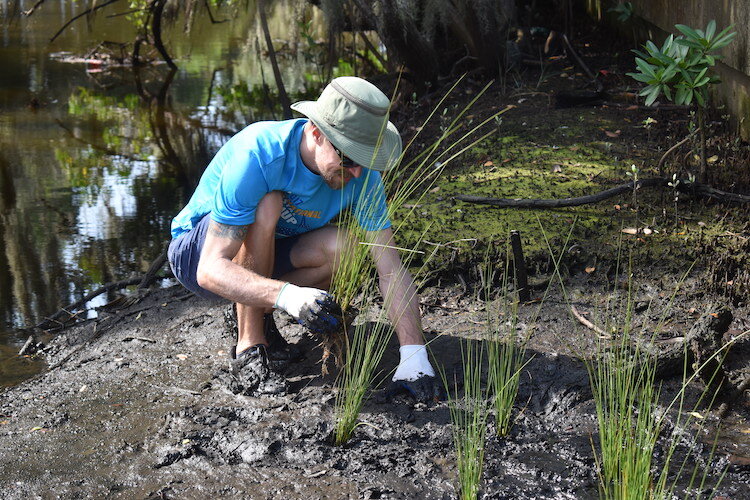 SBEP volunteers planted a clumping Florida-native soft rush plant, Juncus, for a habitat restoration project in Sarasota's Whitaker Bayou.